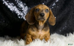 Miniature Dachshund dogs for sale: Slinkey - Image 4