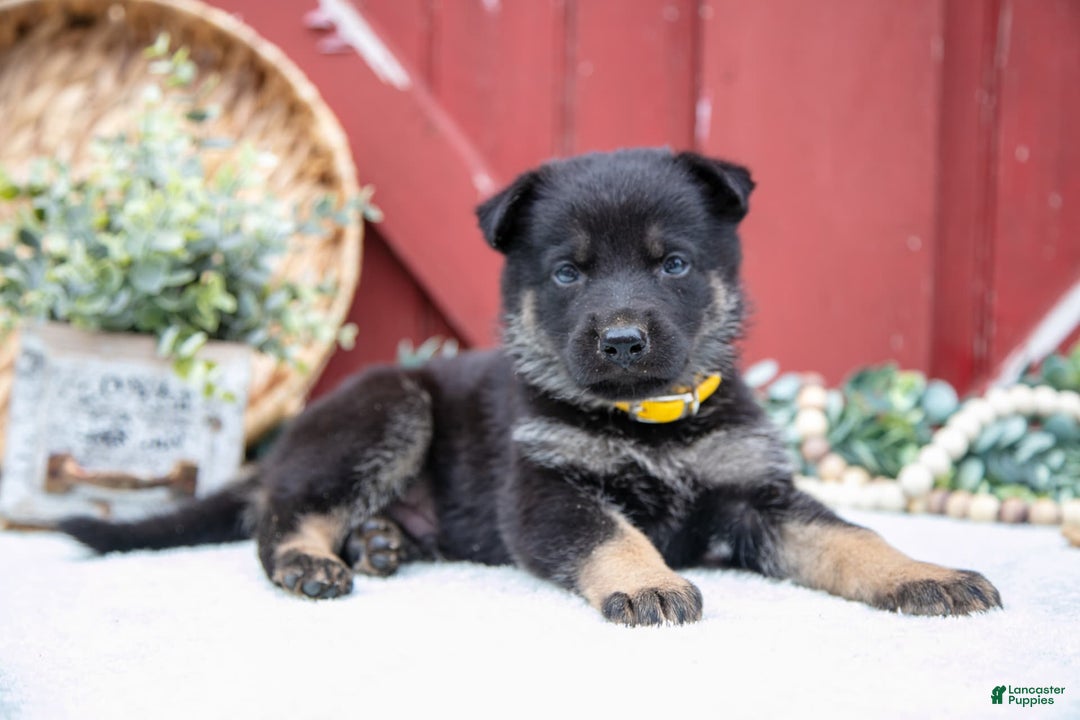 German Shepherd dogs for sale: Shane - Image 2