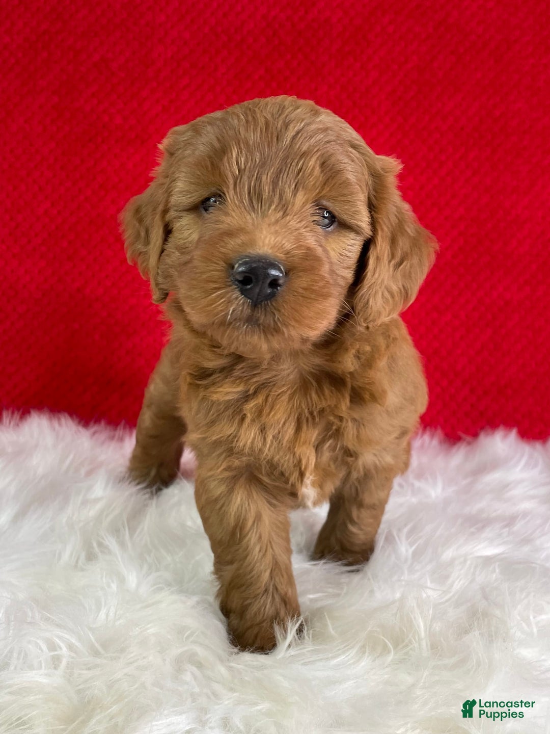 Mini Goldendoodle dogs for sale: Maple - Image 4
