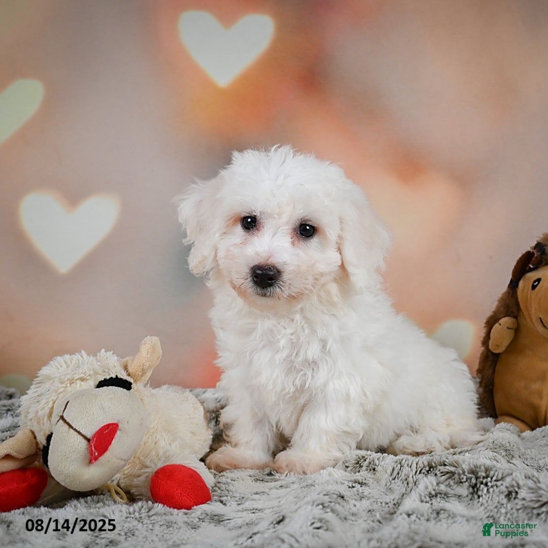 Bichon Frise dogs for sale: Beverly - Image 7