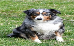 Australian Shepherd dogs for sale: Raine - Image 9