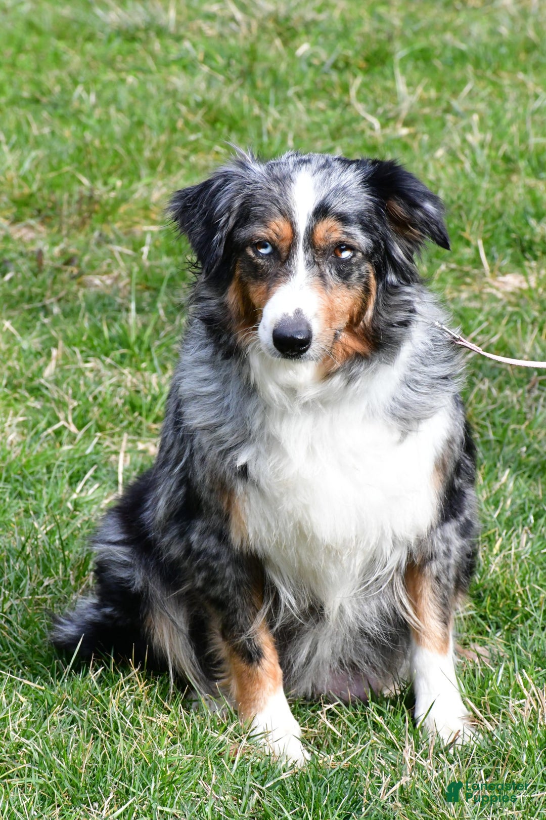 Australian Shepherd dogs for sale: Raine - Image 9