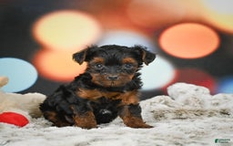 Yorkiepoo dogs for sale: Bingo - Image 1