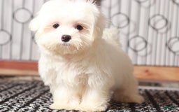 Maltese dogs for sale: Lloyd - Image 1
