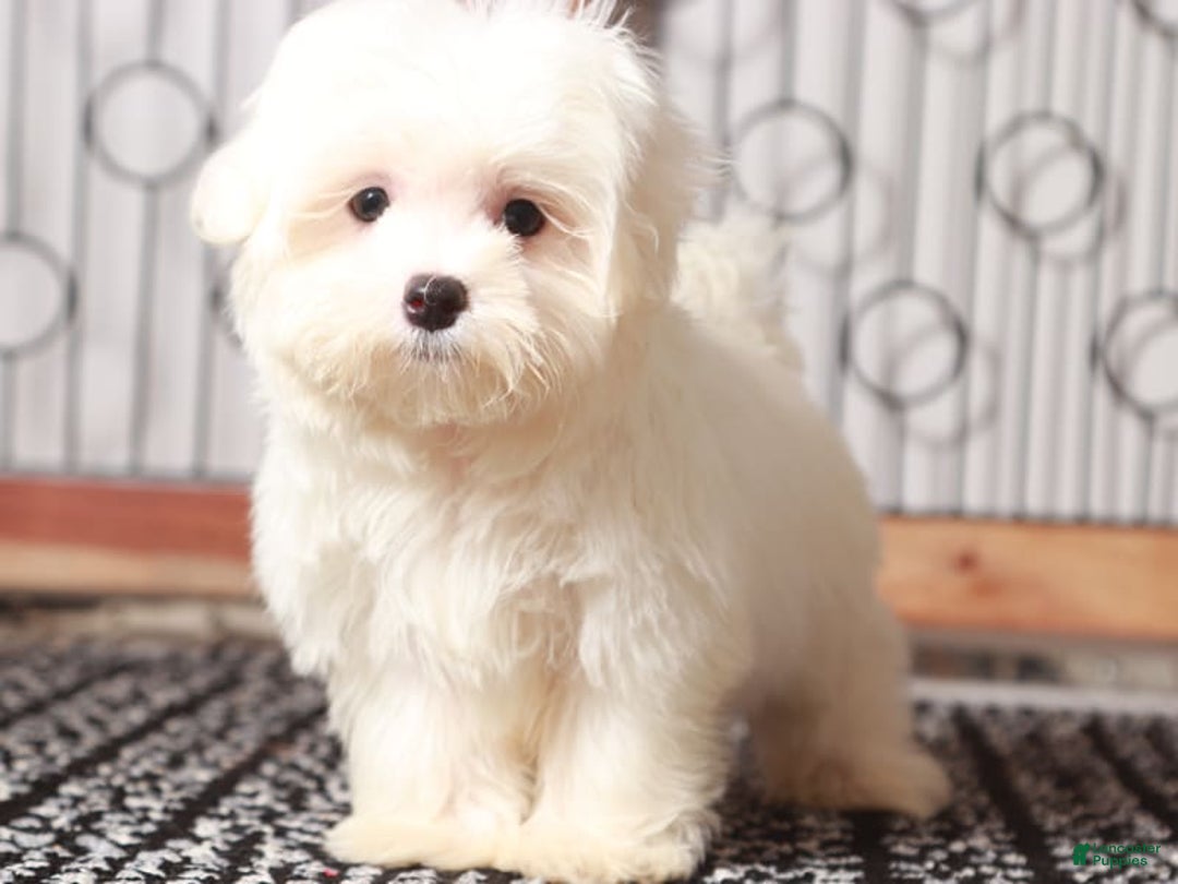 Maltese dogs for sale: Lloyd - Image 1