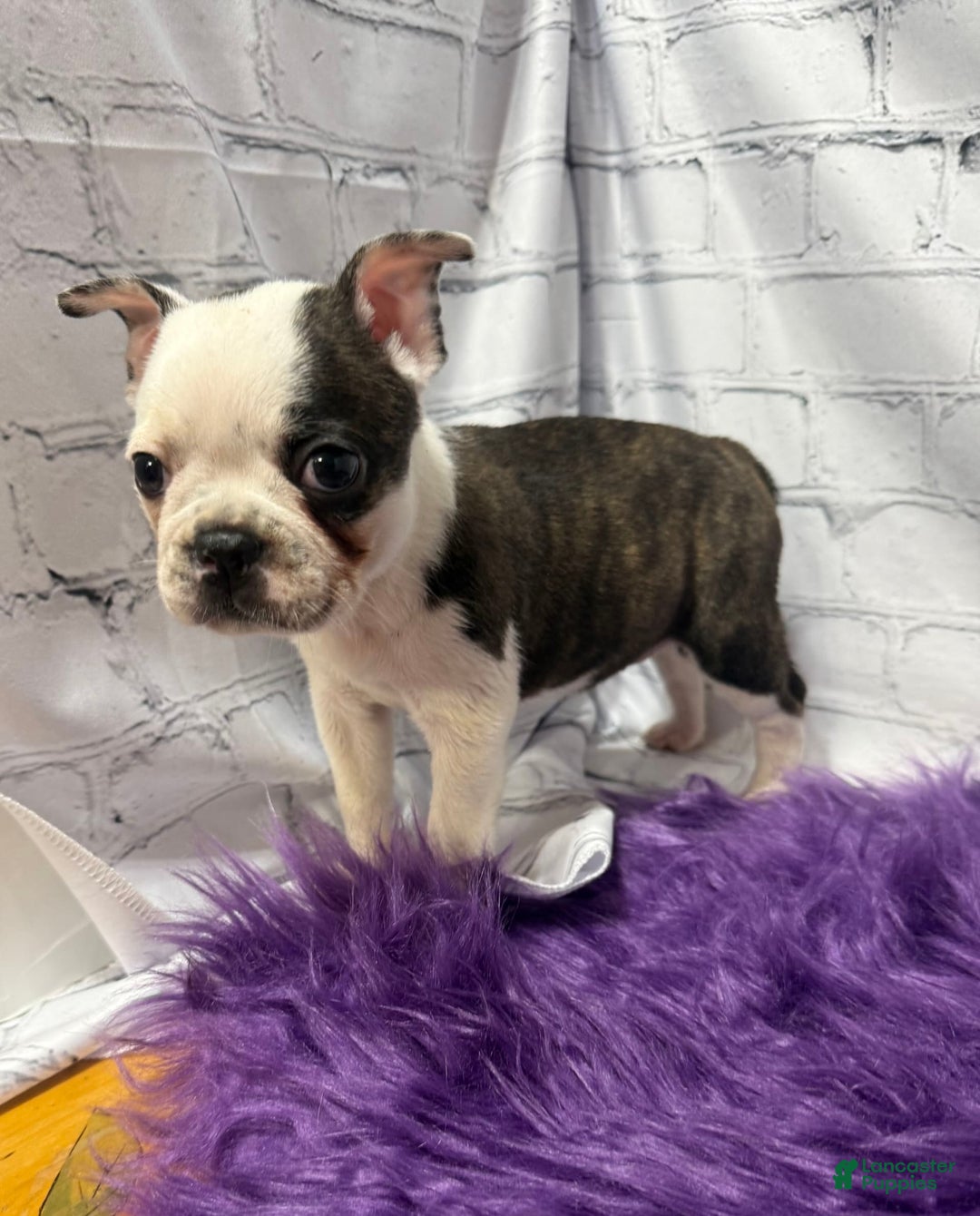 Boston Terrier dogs for sale: Juliet - Image 1