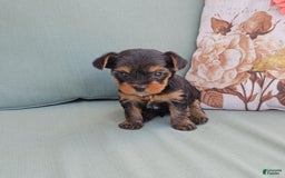 Yorkshire Terrier dogs for sale: Chase - Image 3