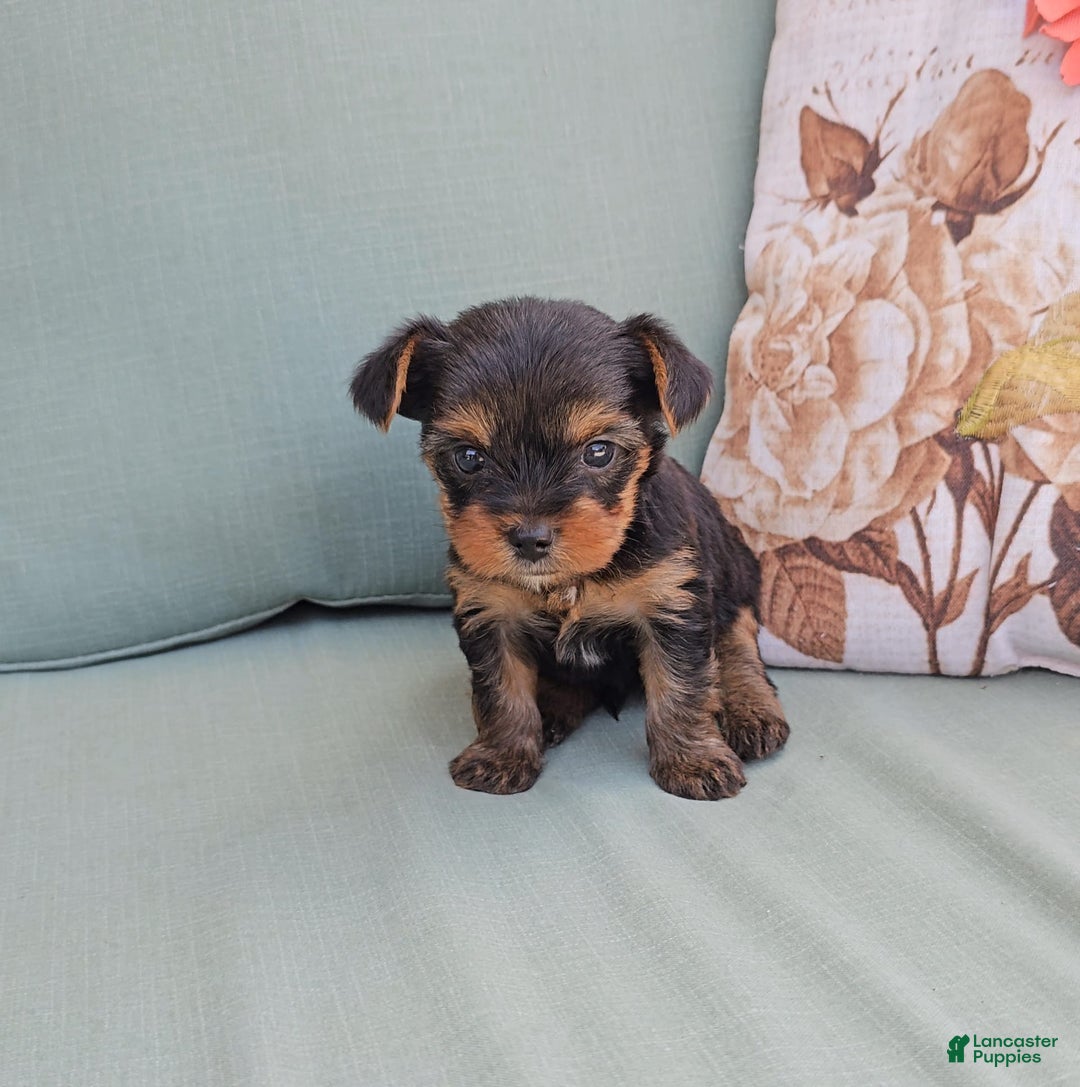 Yorkshire Terrier dogs for sale: Chase - Image 3