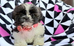 Shih Tzu dogs for sale: Bitsy - Image 5