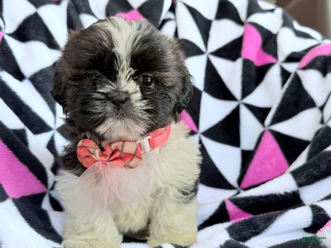 Shih Tzu dogs for sale: Bitsy - Image 5