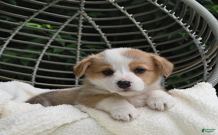 Welsh Corgi Pembroke dogs for sale - Ad 3