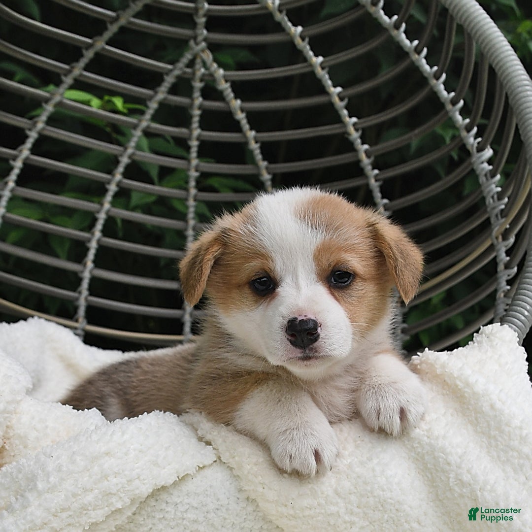 Welsh Corgi Pembroke dogs for sale: Aspen - Image 1