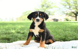 Greater Swiss Mountain Dog dogs for sale: Chip - Image 2