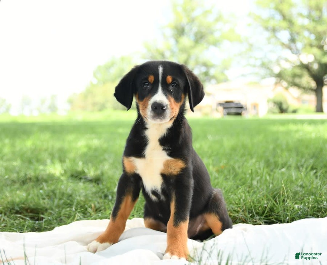Greater Swiss Mountain Dog dogs for sale: Chip - Image 2