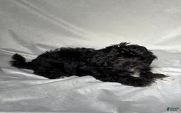 Havapoo dogs for sale: Lucas - Image 3