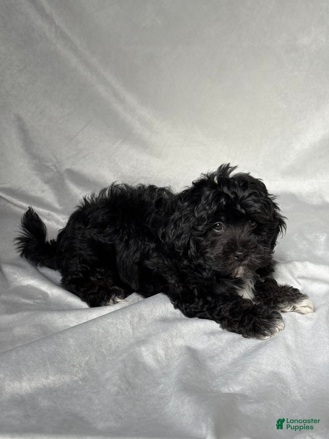 Havapoo dogs for sale: Lucas - Image 3