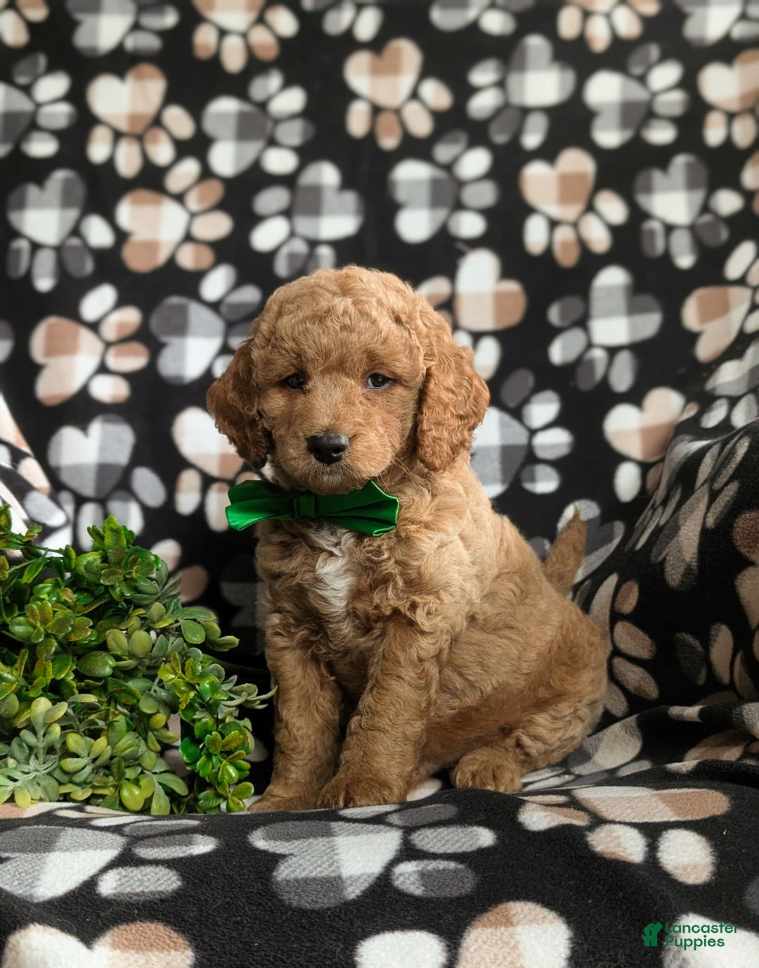  dogs for sale: Mini Goldendoodle 4 puppies - Image 20