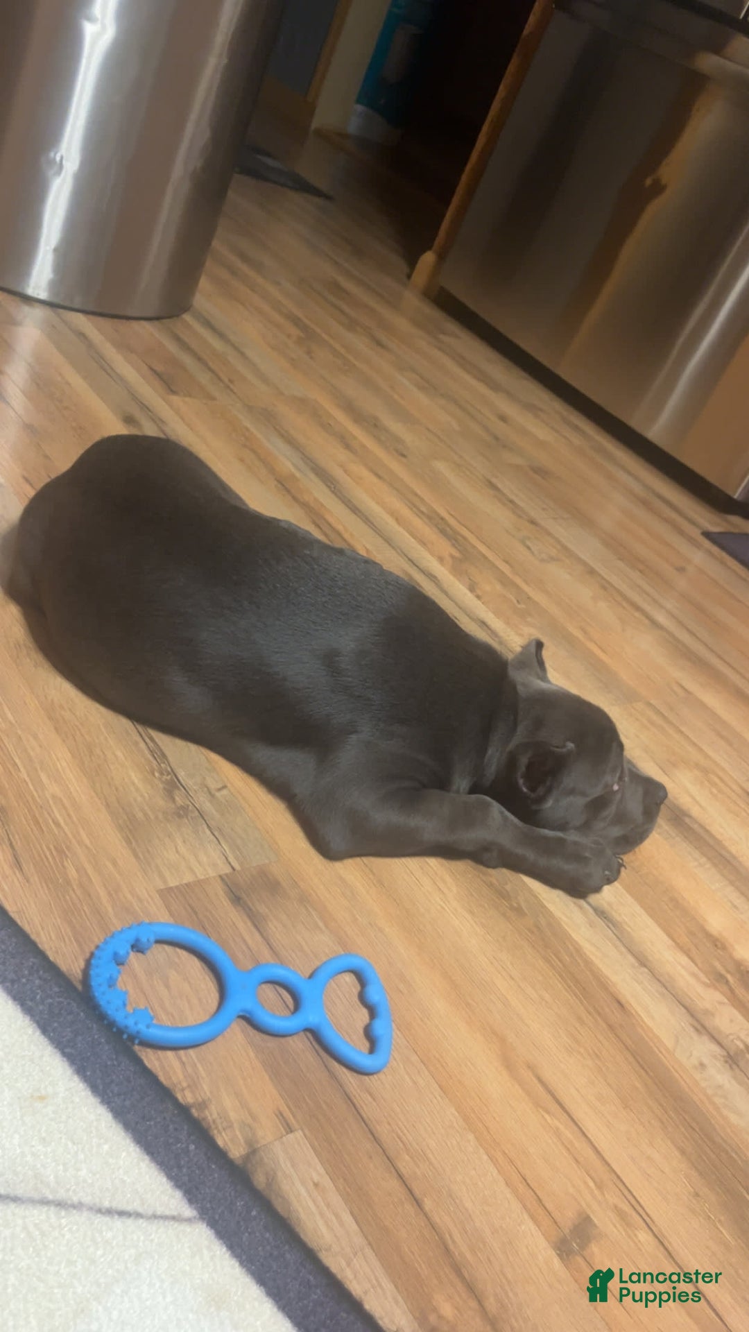 Cane Corso dogs for sale: Bella - Image 2