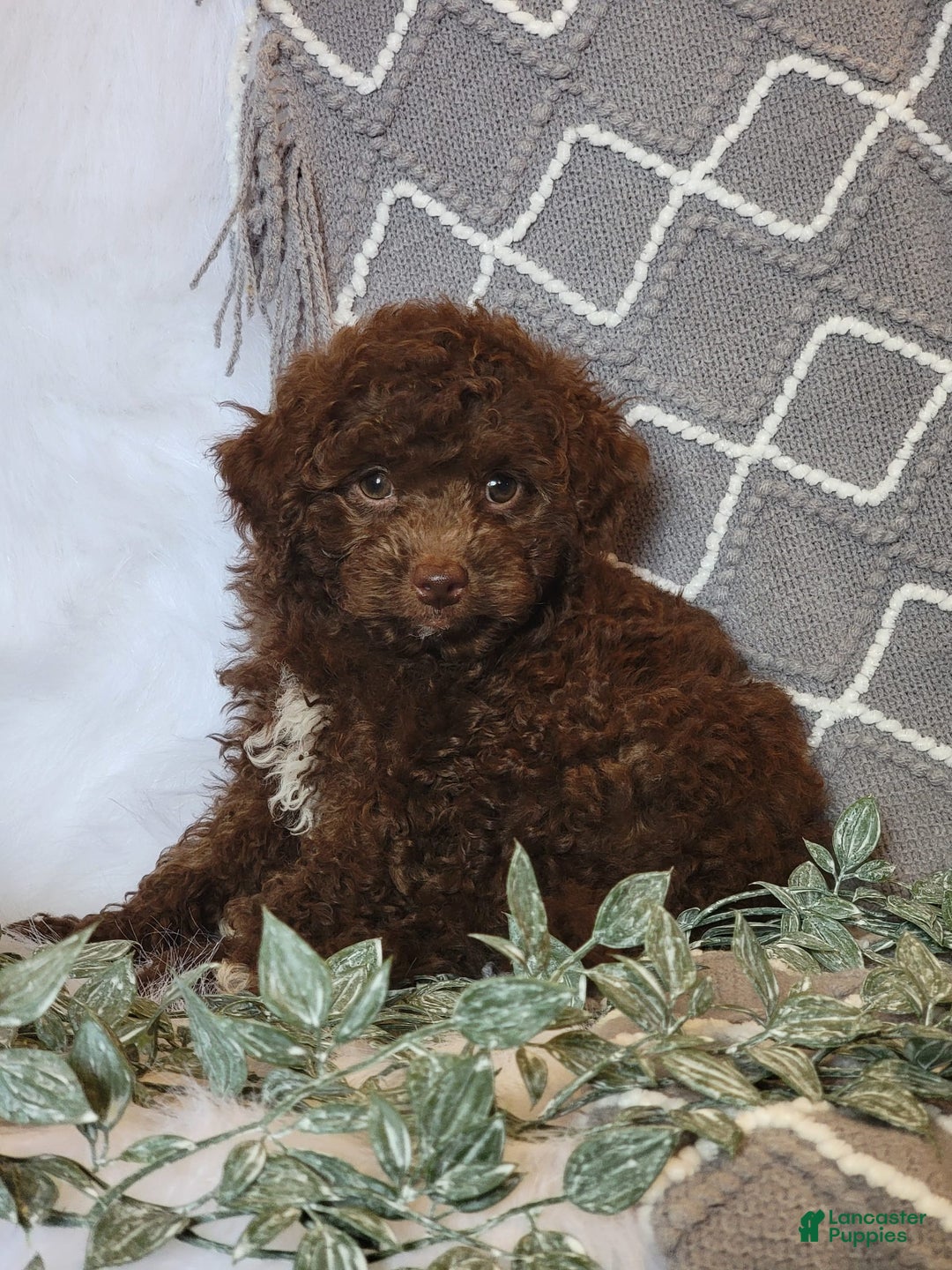 Cockapoo dogs for sale: Willy - Image 8