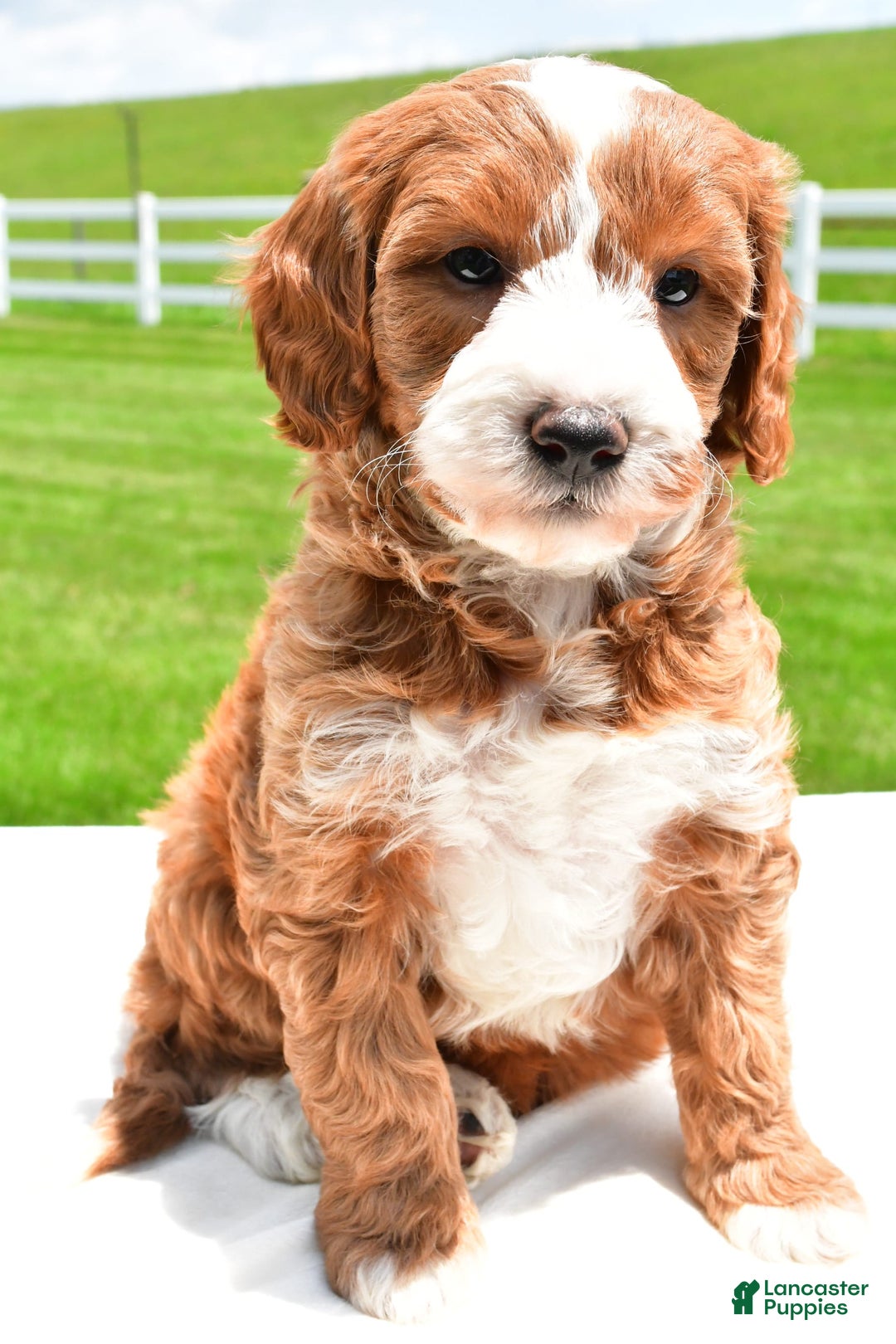 Mini Goldendoodle dogs for sale: Justin - Image 6