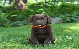 Labrador Retriever dogs for sale: Molly - Image 5