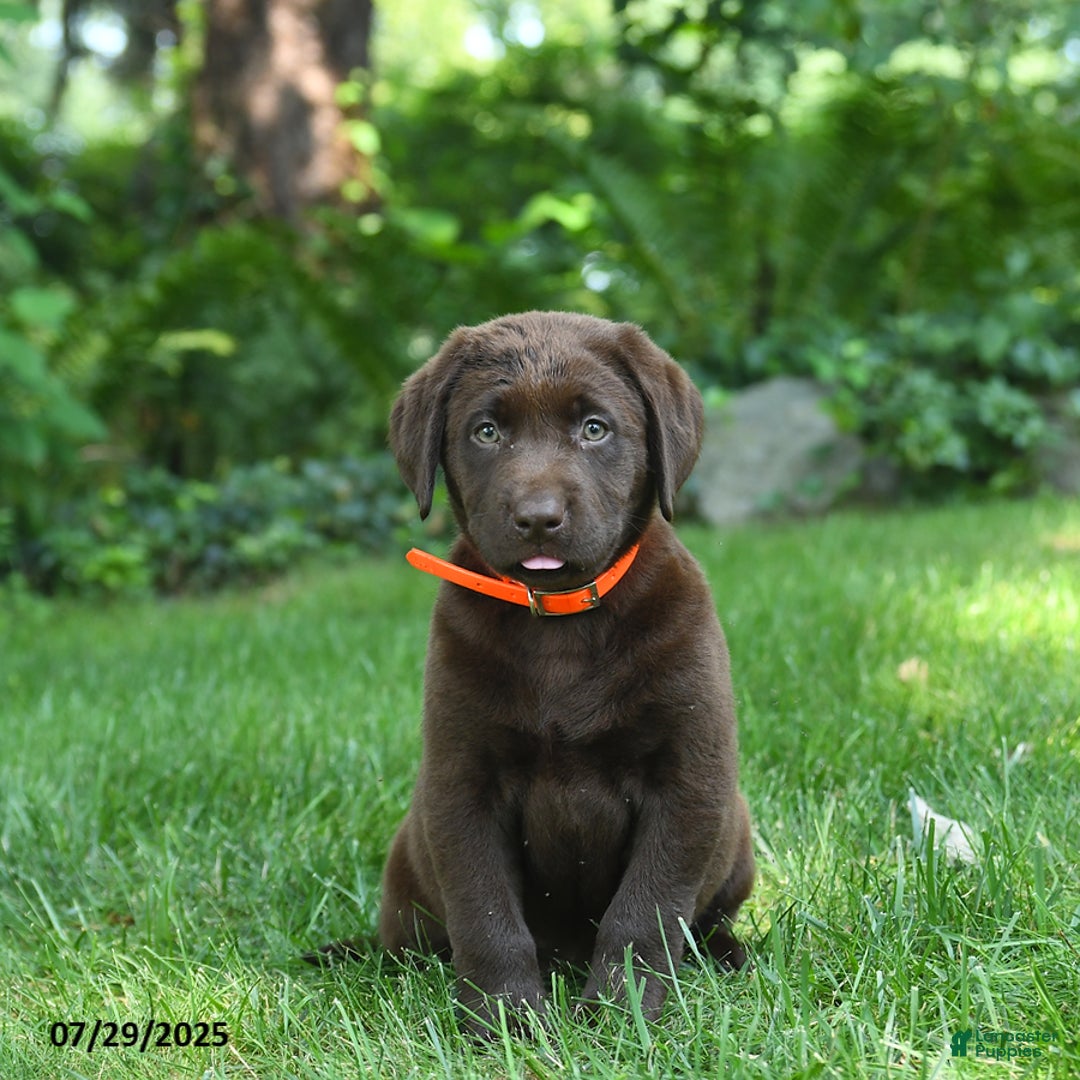 Labrador Retriever dogs for sale: Molly - Image 5