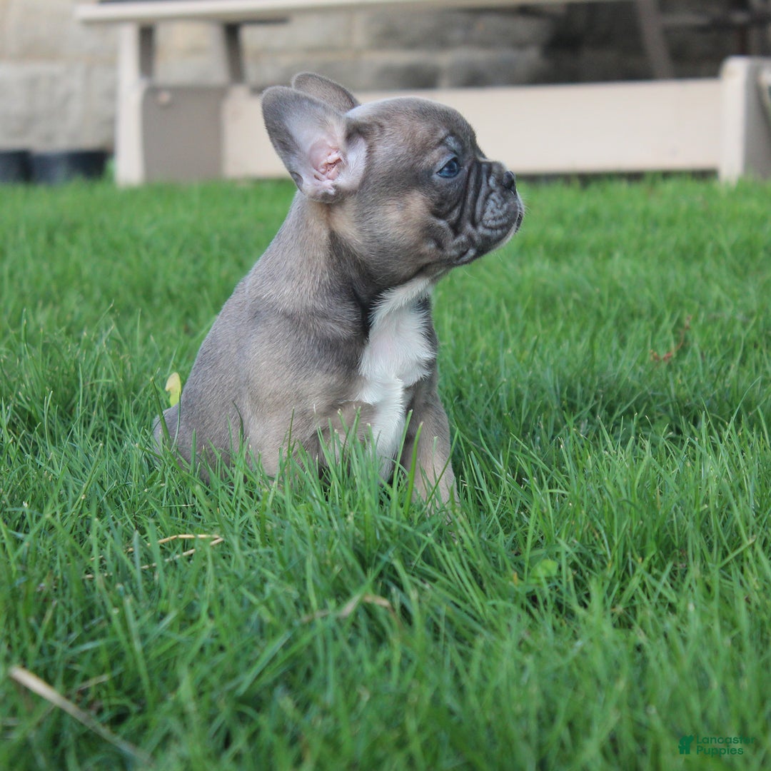 French Bulldog dogs for sale: French Bulldog 3 puppies - Image 16