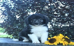 Aussiedoodle dogs for sale: Forrest - Image 2