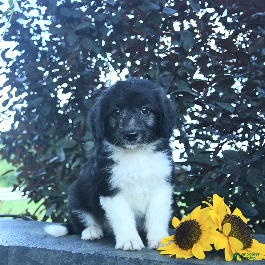 Aussiedoodle dogs for sale: Forrest - Image 2