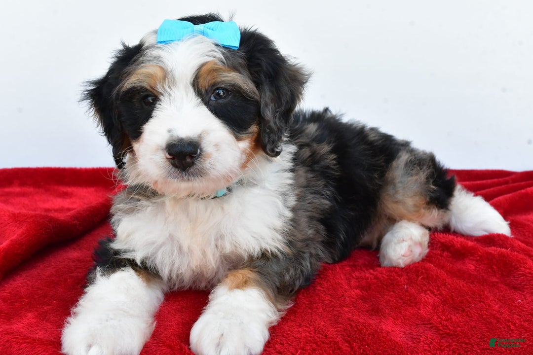 Mini Bernedoodle dogs for sale: Mini Bernedoodle 5 puppies - Image 17