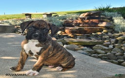 Boxer dogs for sale: Bruno - Image 3