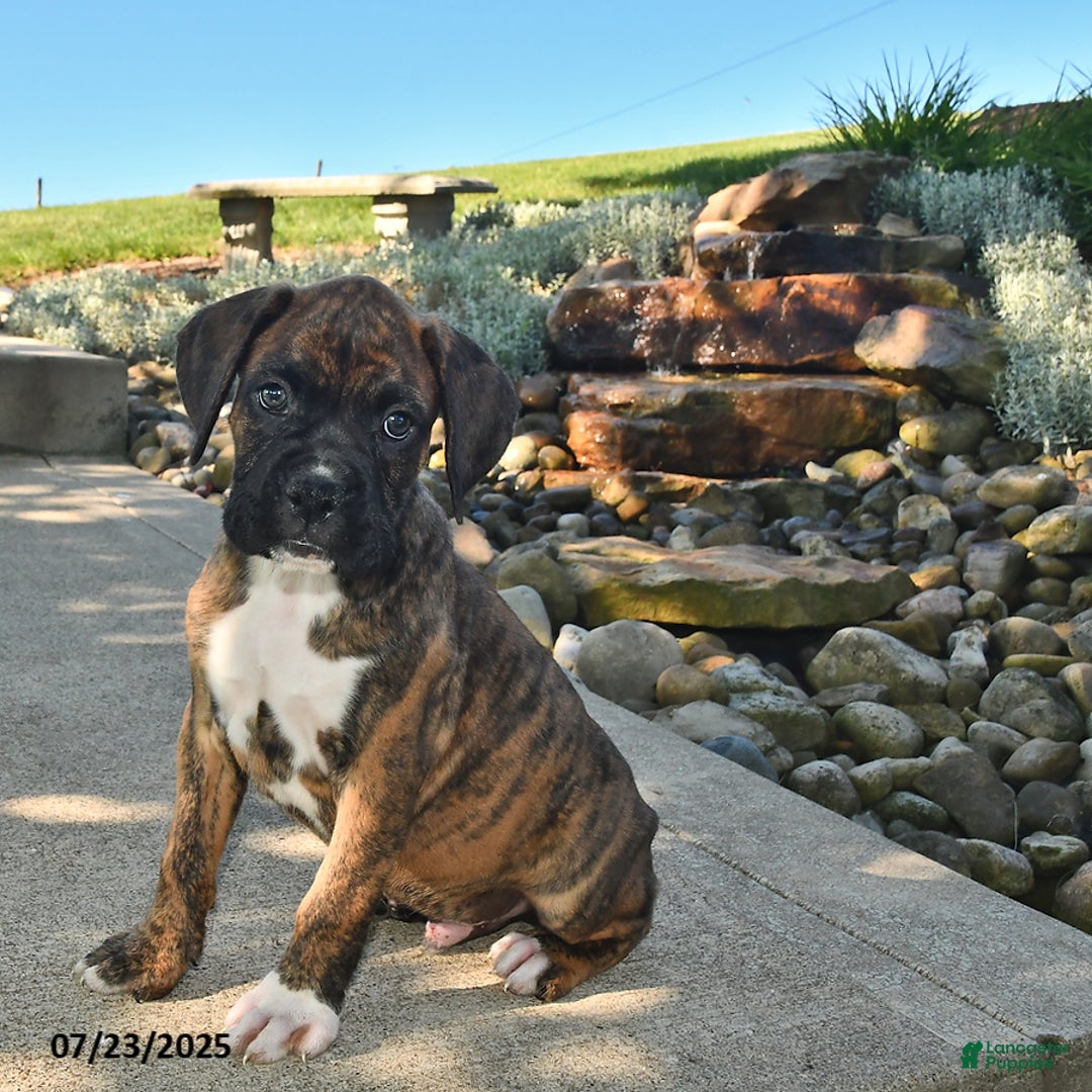 Boxer dogs for sale: Bruno - Image 3