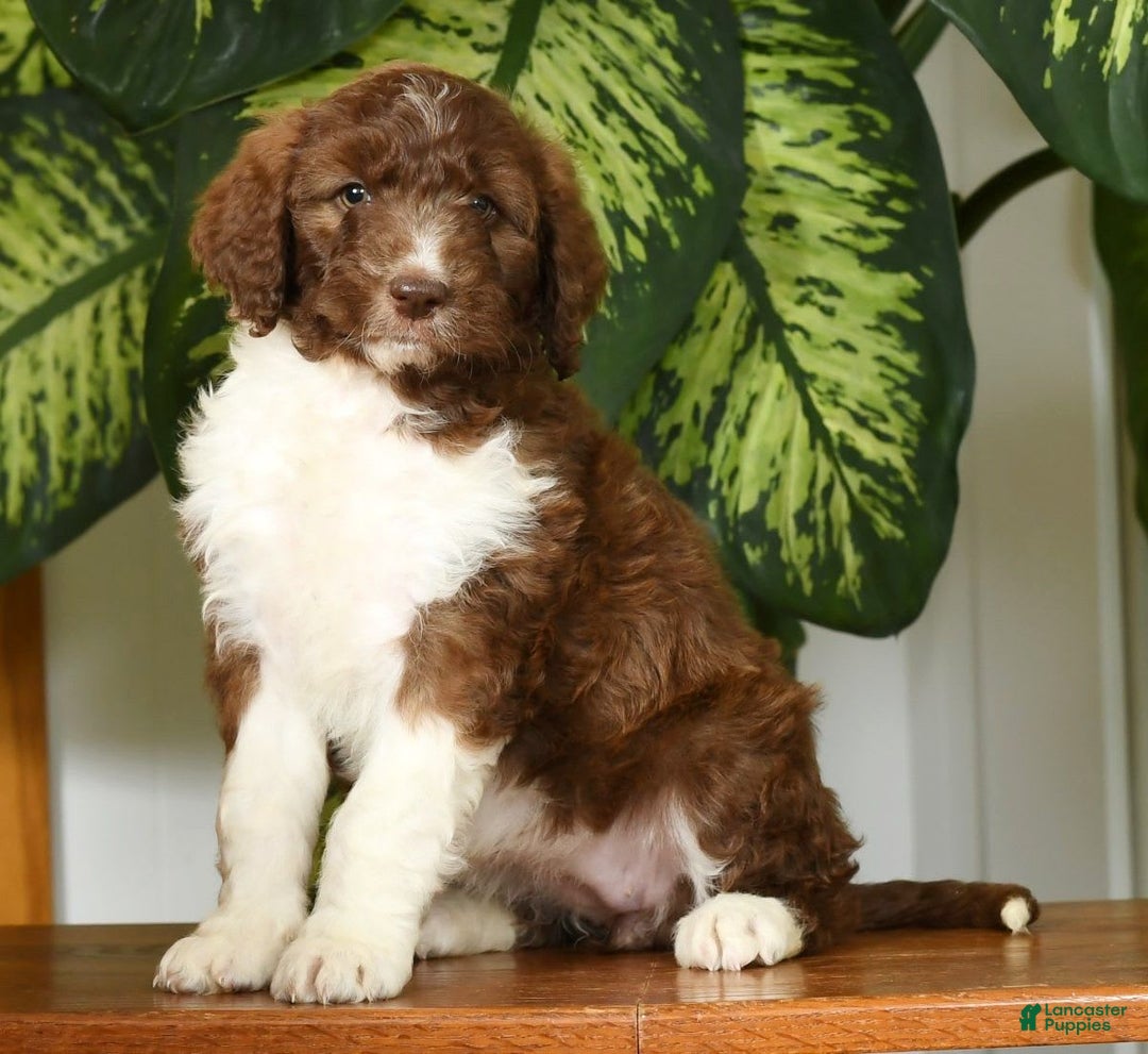 Aussiedoodle dogs for sale: Tammy - Image 1