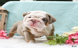 English Bulldog dogs for sale: Buster - Image 1