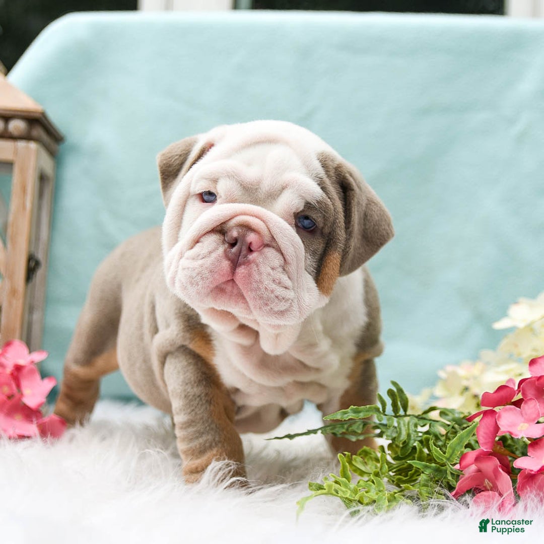 English Bulldog dogs for sale: Buster - Image 1