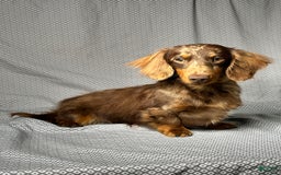 Miniature Dachshund dogs for sale: Mindy - Image 8