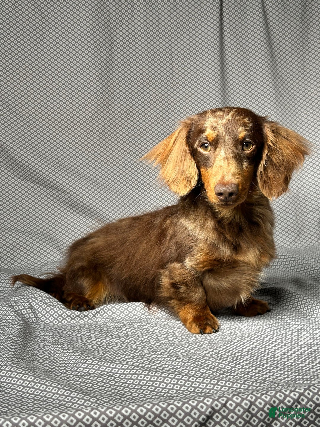 Miniature Dachshund dogs for sale: Mindy - Image 8
