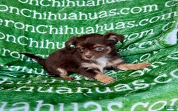 Chihuahua dogs for sale: Theodore Chocolate Lc - Image 31