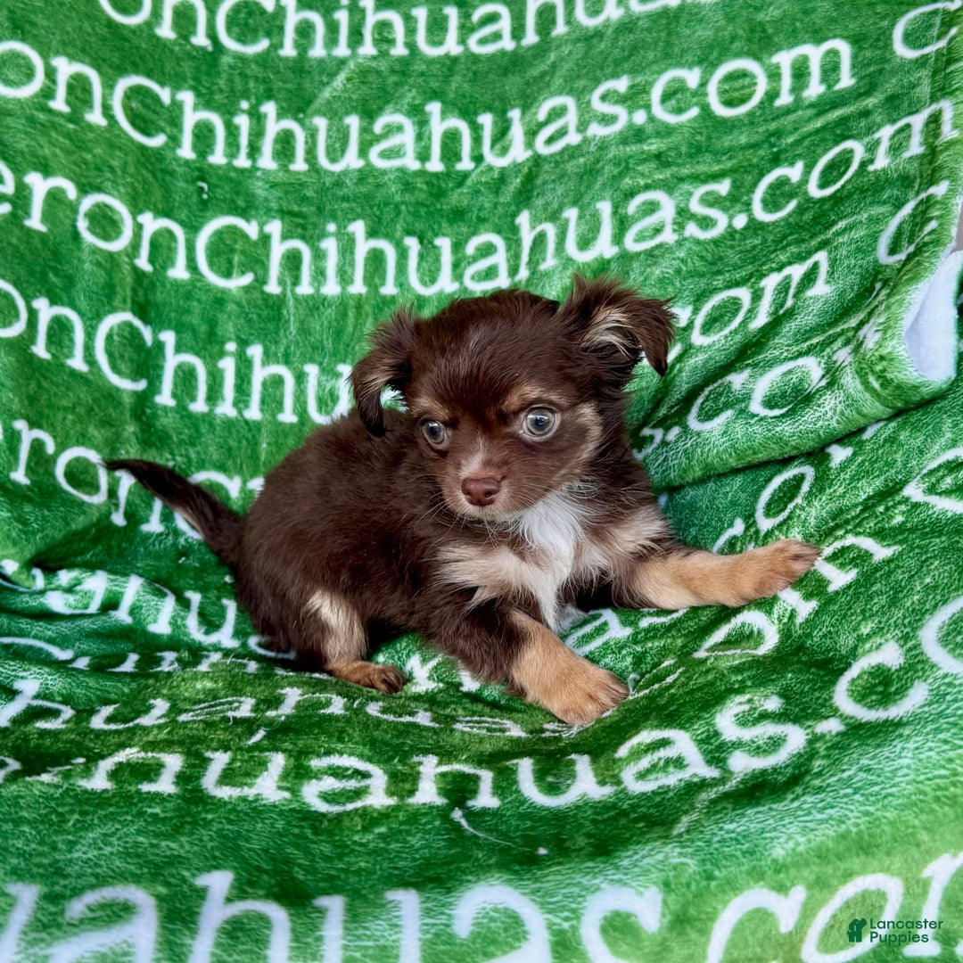 Chihuahua dogs for sale: Theodore Chocolate Lc - Image 31