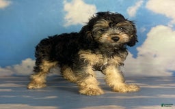 Cavapoo dogs for sale: Sasha - Image 2