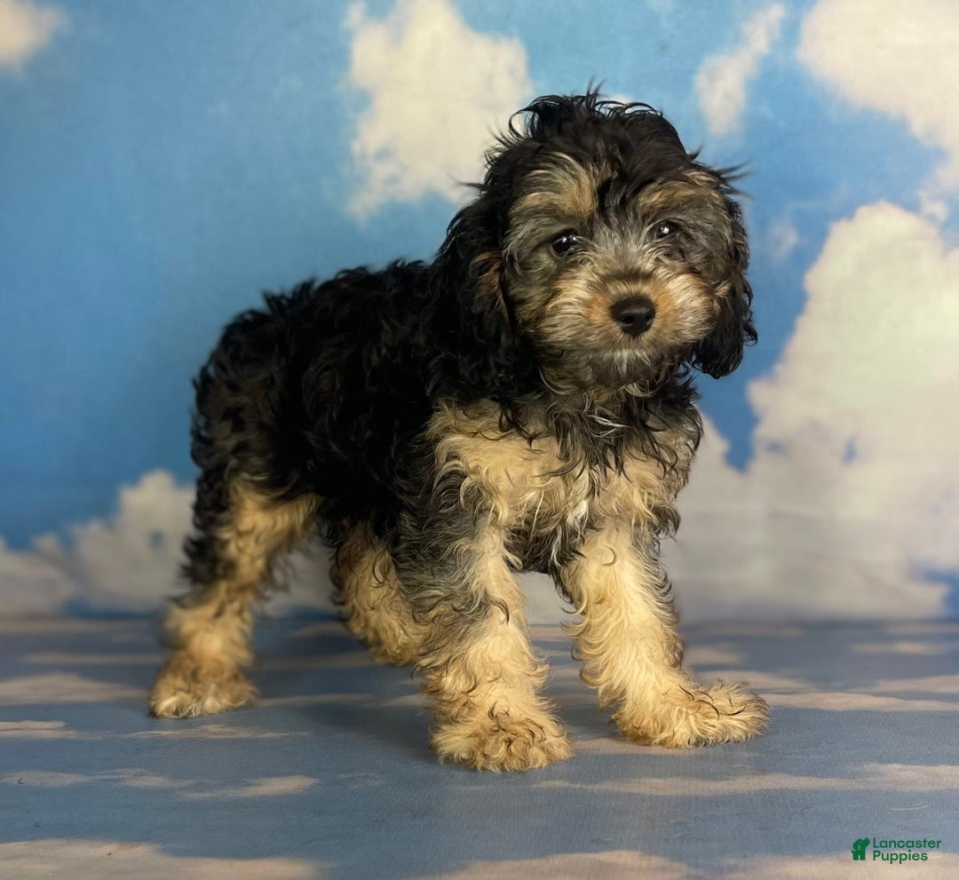 Cavapoo dogs for sale: Sasha - Image 2