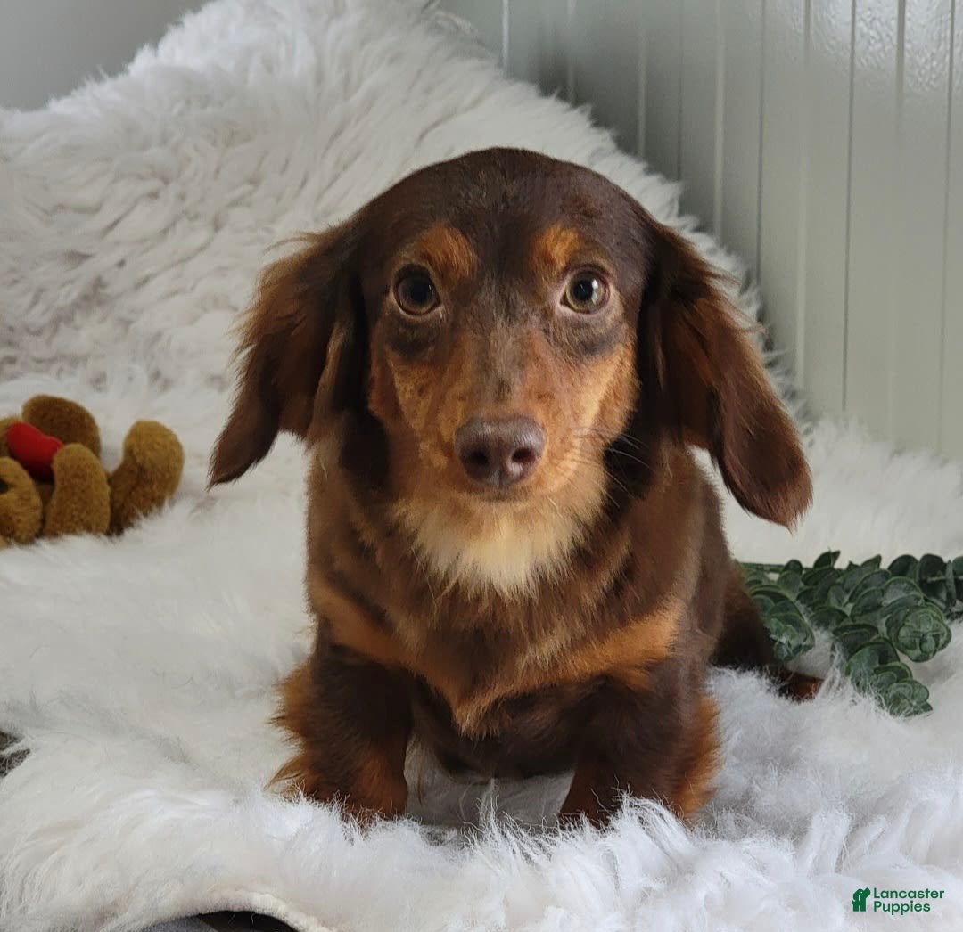 Miniature Dachshund dogs for sale: Ruthie - Image 9