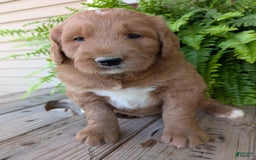 Goldendoodle dogs for sale: Ben - Image 21