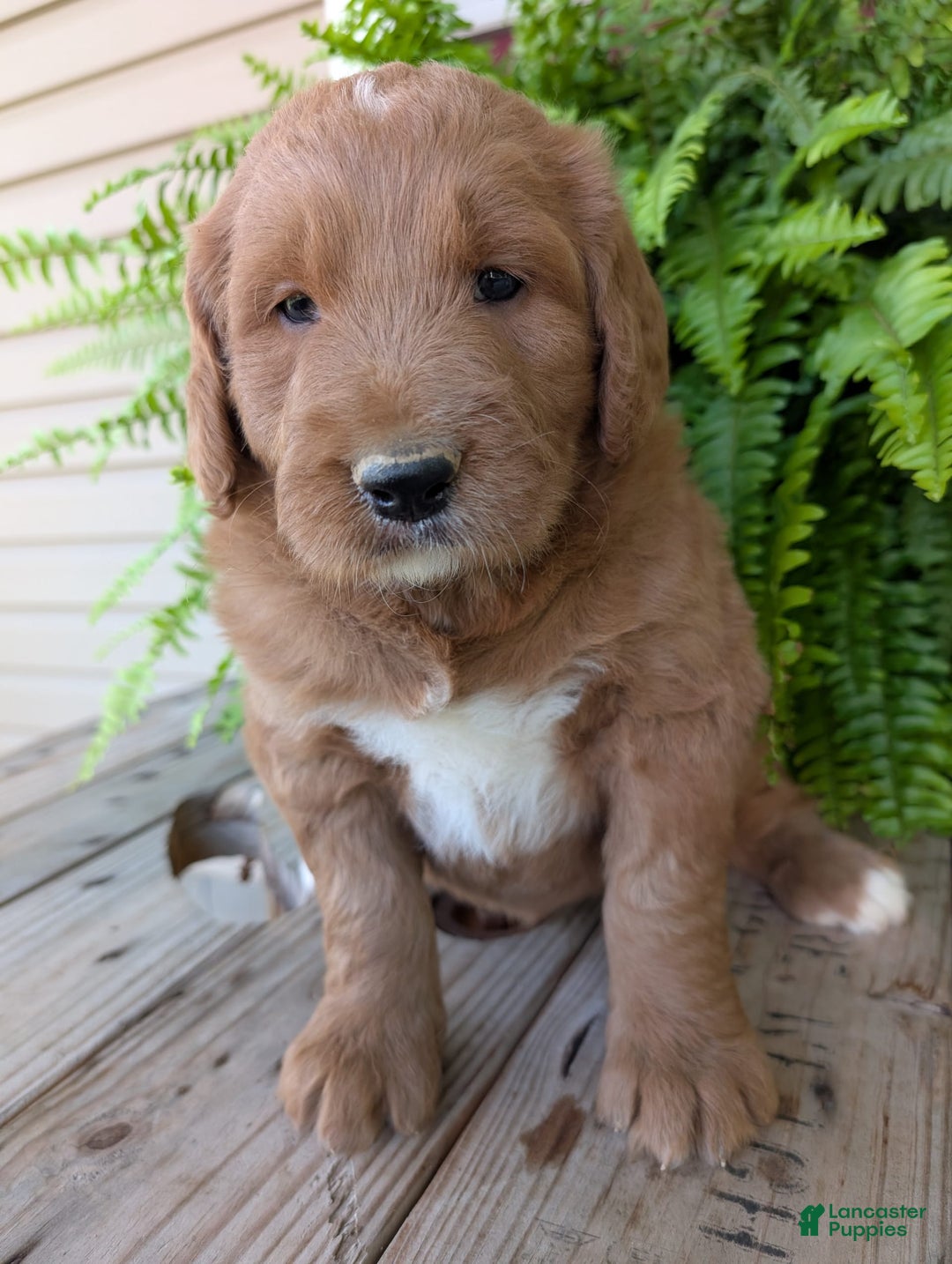 Goldendoodle dogs for sale: Ben - Image 21