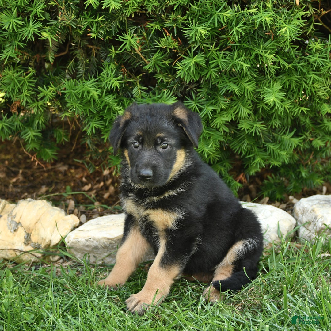 German Shepherd dogs for sale: Meg - Image 5