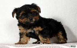 Yorkshire Terrier dogs for sale: Daisy - Image 6