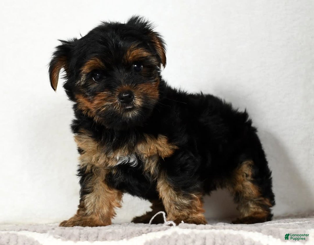 Yorkshire Terrier dogs for sale: Daisy - Image 6