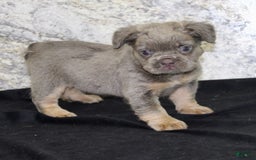 French Bulldog dogs for sale: Marline - Image 4