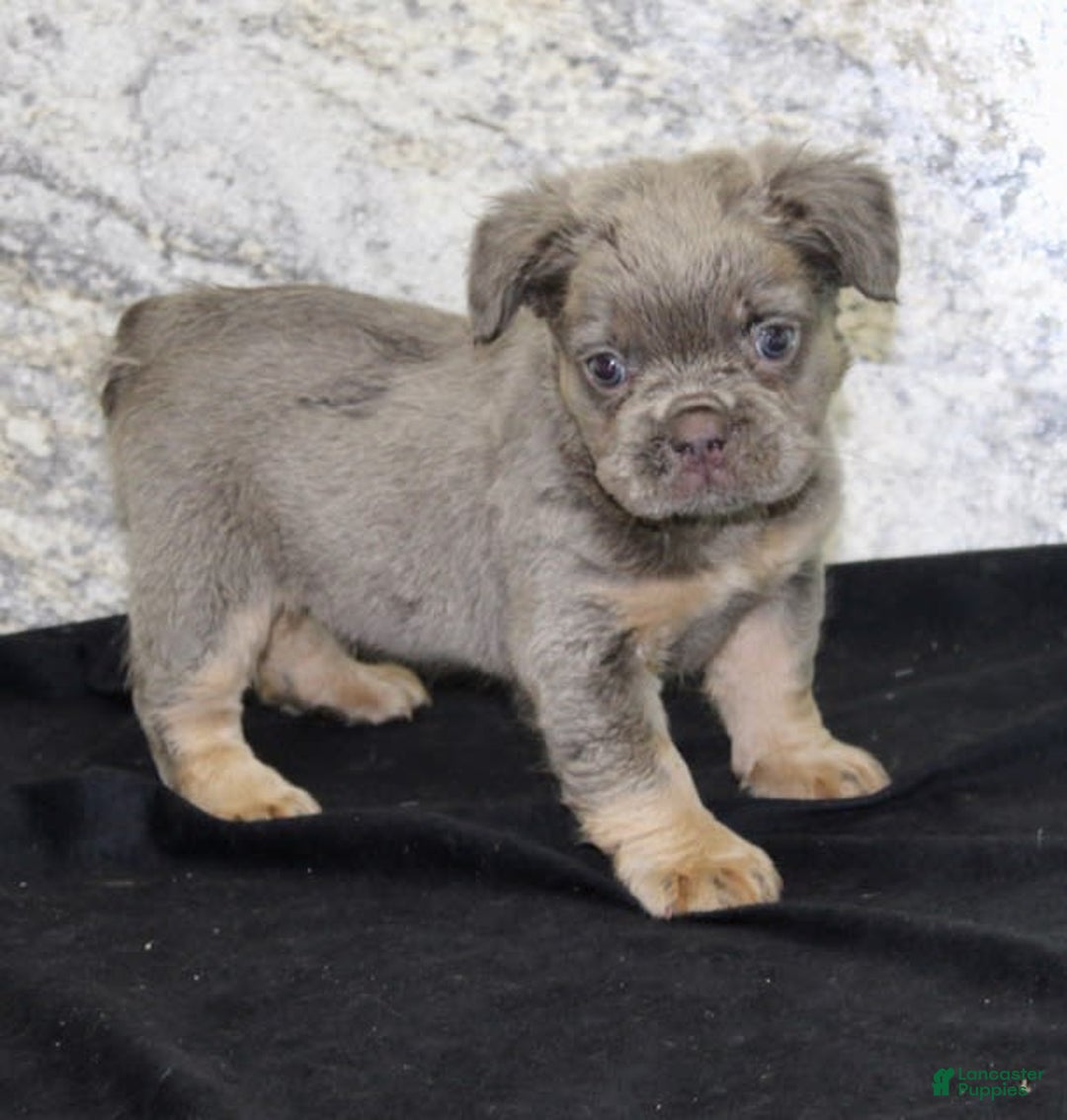 French Bulldog dogs for sale: Marline - Image 4