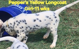 Dalmatian dogs for sale: Peppers Yellow Girl - Image 4